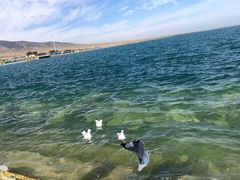 -青海湖国家重点风景名胜区