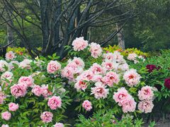 -莲花池公园