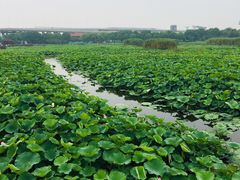 -荷塘月色湿地公园·向阳花洲