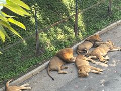 -大连森林动物园