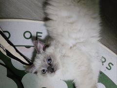 -lincat·猫舍(广州店)