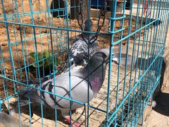 -荣德灶台鱼(圣泉寺店)