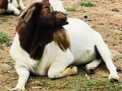 -静之湖湖畔餐厅