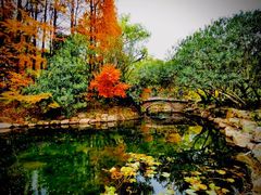 -上海共青森林公园