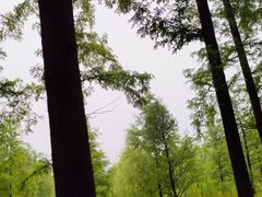 -黄海国家森林公园