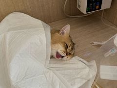 -北京观赏动物医院·24小时大型综合·猫专科·异宠专科