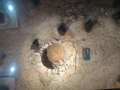 -南越王博物院(王宫展区)