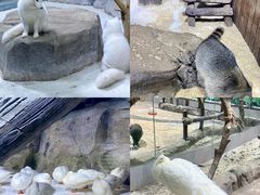 -海合安青岛极地海洋公园
