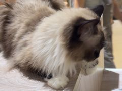 -藏猫猫咖啡主题馆(中央大道店)