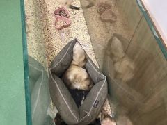 -藦茜花园宠物主题亲子互动体验馆(国顺东路店)