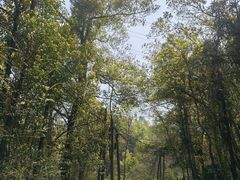 -青龙山国家森林公园