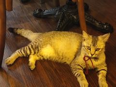 -猫岛主趣味餐厅(鼓浪屿店)