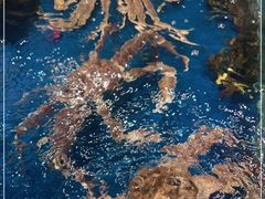 -盒马鲜生(红莲店)