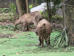 -广州长隆飞鸟乐园