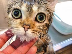 -PETKIT小佩宠物·低压洗护(国顺东路店)