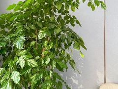 -富淳饭店(世纪公园店)