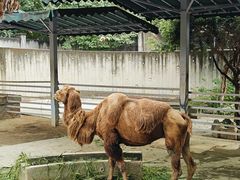 -成都动物园