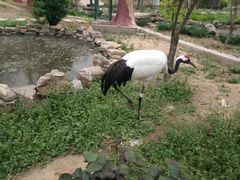 -石家庄市动物园