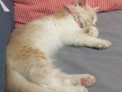 -Pets First伊珊娜洗护·精致美容·家庭式寄养(新会路店)