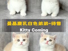 -小猫来了·猫舍(红山六九七九店)