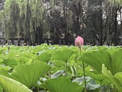 -四川大学(望江校区)