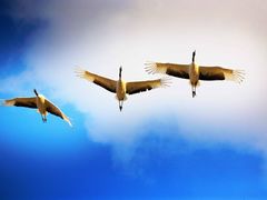 -盐城丹顶鹤湿地生态旅游区