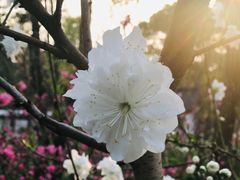 -南汇桃花村