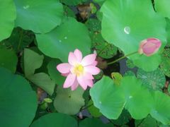 -羊亭河湿地公园