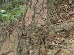 -火炉山森林公园