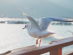 -滇池海埂公园