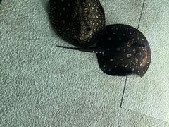 -上海海洋水族馆