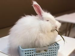 -Moni星球萌宠·小马宝莉·灵蛇·高端高阶全萌宠互动体验俱乐部(红豆国际广场店)