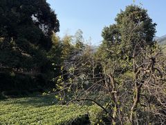 -杨家堂村