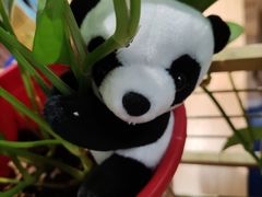 -芙蓉树下·四川冒菜(大悦城店)