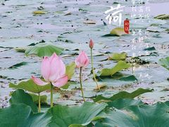 -七桥瓮公园