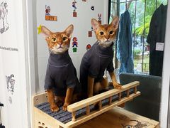 -萌兽医馆·犬猫专科·眼科中心·宠物医院(朝阳门分院)