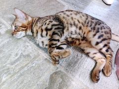 -猫咪博物馆(顶澳仔猫街店)