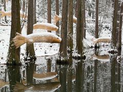 -波尔登森林公园