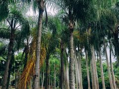 -中国科学院西双版纳热带植物园