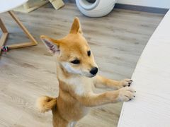 -浣熊柯尔鸭土拨鼠·电玩咖