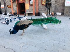 -包头古城文化旅游区