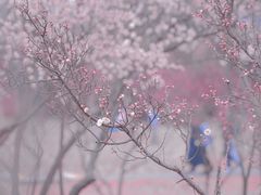 -蜀冈西峰生态公园