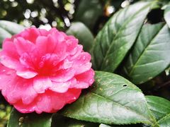 -中国科学院华南植物园