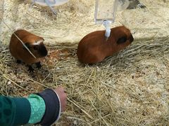 -酷以爬仙阁实体爬宠店·守宫·蜥蜴·专业繁育