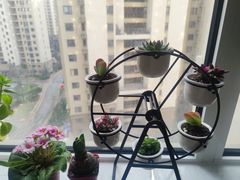-李村大集