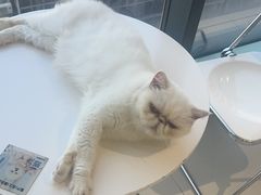 -怪兽屋·羊驼·猫咖·狗咖(俊华广场店)