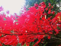 -上海佘山国家森林公园天马山园