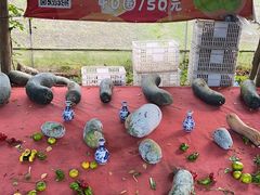 -前小桔亲子创意农场·草莓采摘·露营烧烤