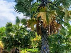 -中国科学院西双版纳热带植物园