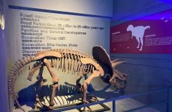 -恐龙探索乐园(磁器口店)